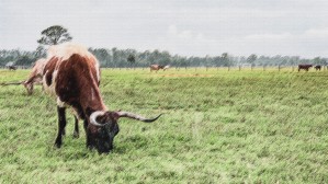 Bull eating in pasture sketch
